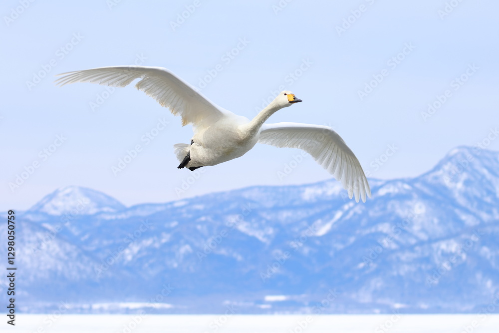 Fototapeta premium whooper swan