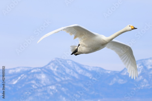 Fényképezés whooper swan
