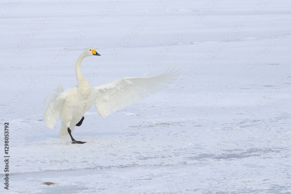 Fototapeta premium whooper swan