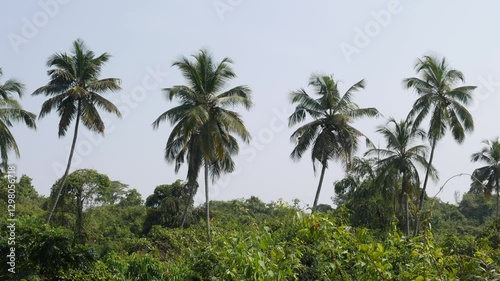 Wallpaper Mural Tropical green palms with sunrise light, natural background. Lush foliage, striped exotic fresh juicy leaves in shadow. Ecology, summer and vacation concept. Torontodigital.ca