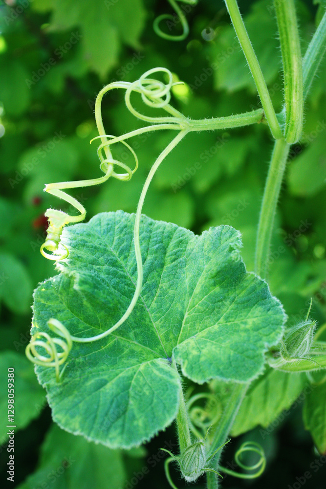 Obraz premium Pumpkin tendrils on green background