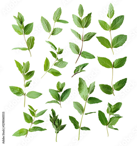 Fresh mint leaves arranged on transparency background, showcasing their vibrant green color and unique shapes, perfect for culinary or herbal use