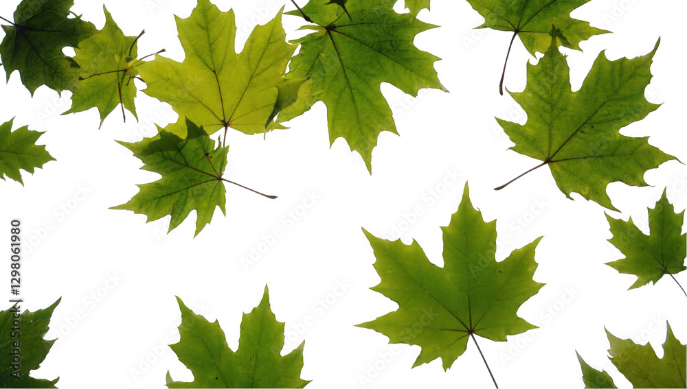 Beautiful Green Maple Leaves Isolated on a White Background Beautiful Green Maple Leaves Isolated on a White Background