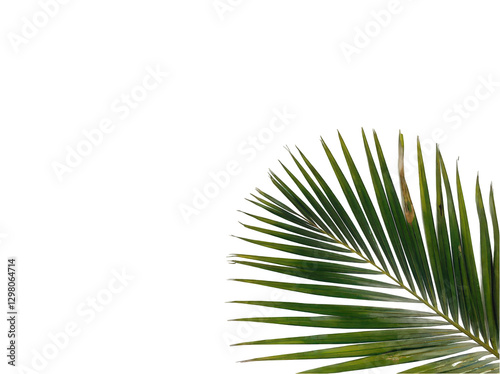 Elegant Green Palm Leaf Isolated on a White Background Isolated on a white background
