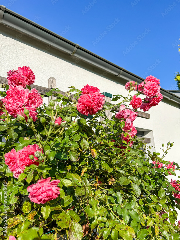 Naklejka premium Gallic rose