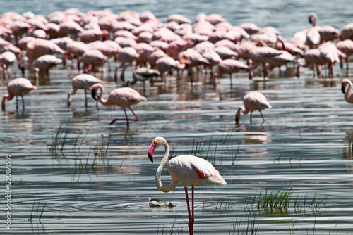 Group of flamingos in water, Ngorongoro Conservation Area photo