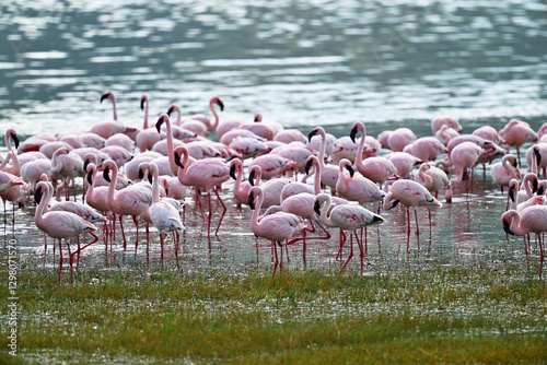 Group of flamingos in water, Ngorongoro Conservation Area photo