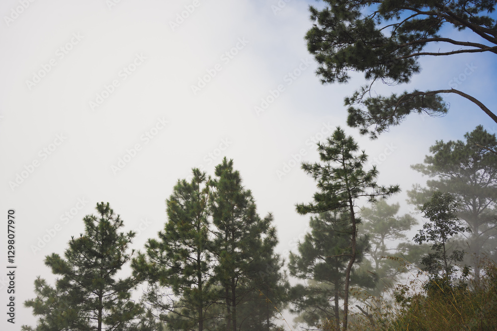 travel and people activity concept with tree and haze in tropical forest on mountain travel and people activity concept with tree and haze in tropical forest on mountain