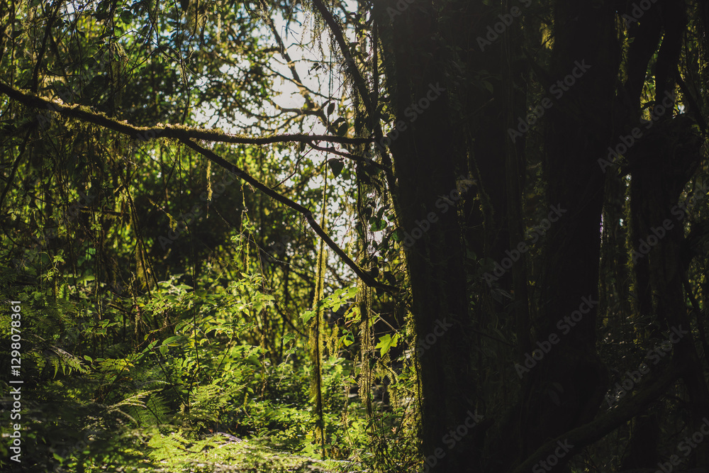 Obraz premium travel and people activity concept with hiking in tropical forest on mountain