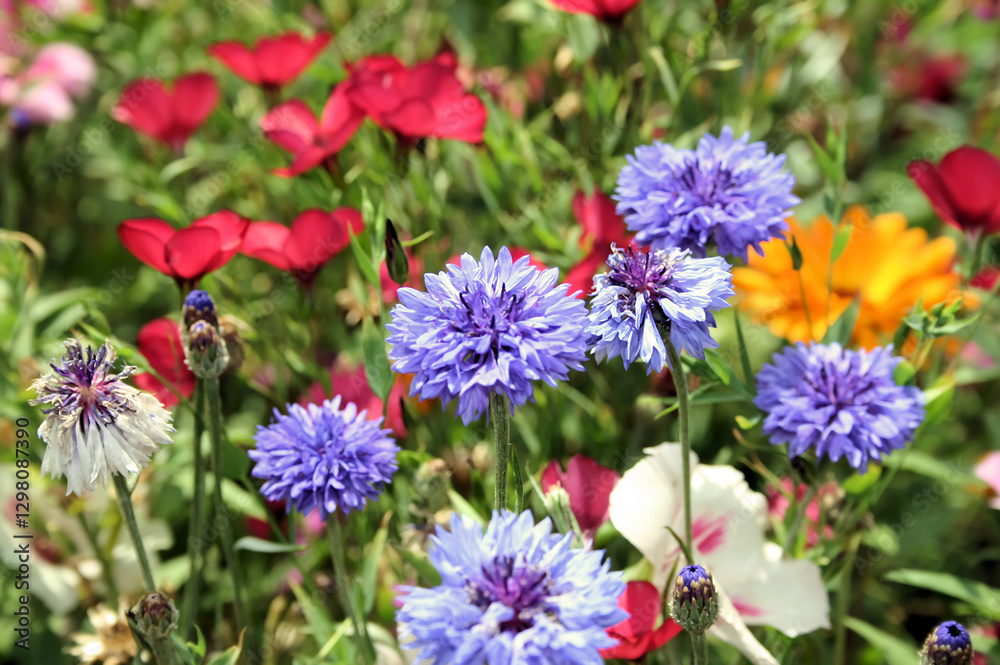 Fototapeta premium Blumenwiese mit KI bearbeitet