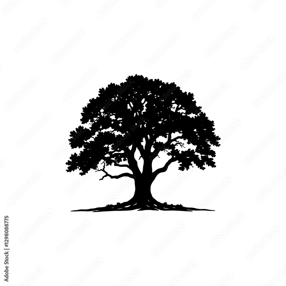 Hand drawn oak tree vintage illustration. Engraving style black and white on white backgrounds. Vector