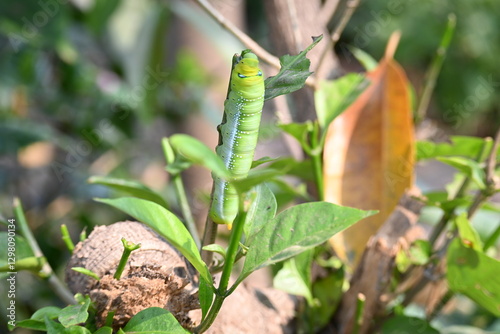 Green Caterpillars. worm caterpillars on plant. Due to its green colour it can be easily hidden in the leaves. Its favorite food is green leaves. Plant eater Insects. 