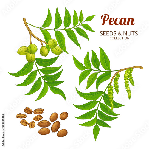 Pecan Branch with Flowers, Nuts and Leaves Colored Detailed Illustration. Organic natural nutritional healthy food ingredient, vegetarian diet product. Vector isolated for design or decoration.