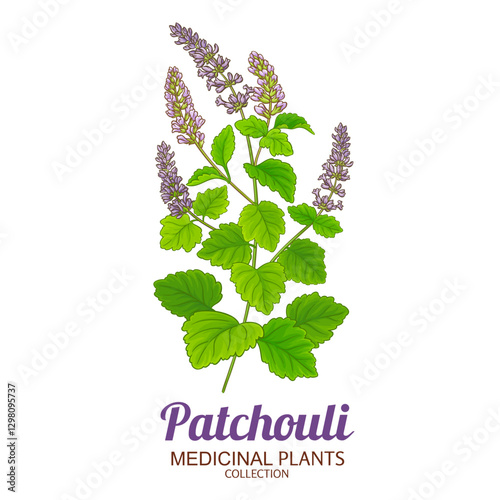 Patchouli Branch with Flowers and Leaves Colored Detailed Illustration. Essential oil ingredient for aromatherapy, health care, alternative medicine. Vector isolated for design or decoration.