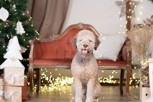 Lagotto light