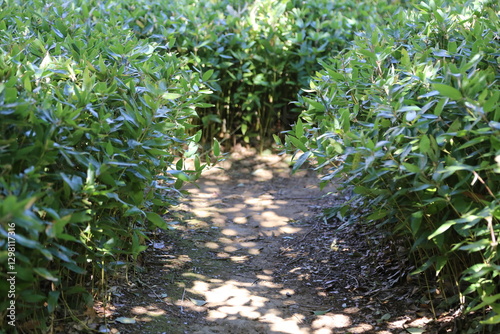 Park Planting and Pathway, 公園の植栽と小道