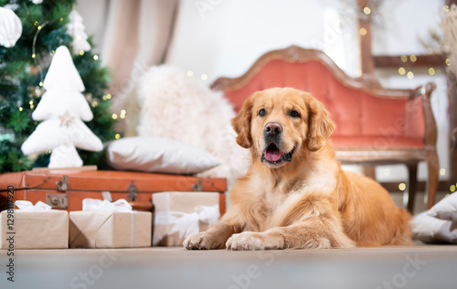 Golkden retriever light