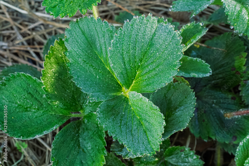 Top view of a strawberry leaves growing on the garden bed. Top view of a strawberry leaves growing on the garden bed.