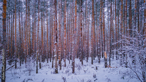 winter forest landscape in the wild