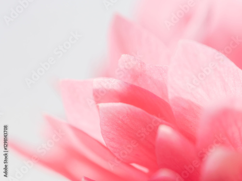 ピンク色のアネモネの花のアップ20