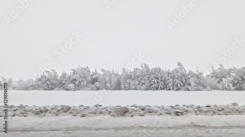 Snow-covered trees are filmed from the window of a car at speed.