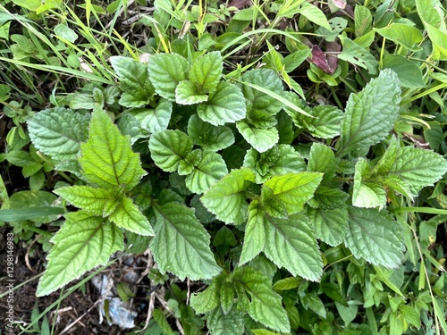 Wallpaper Mural Green Wild Grass in the rice field Torontodigital.ca