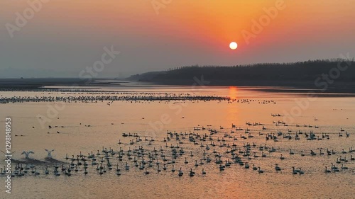 Wallpaper Mural aerial video of the little swans perching in the Yangtze river in sunset; China Torontodigital.ca