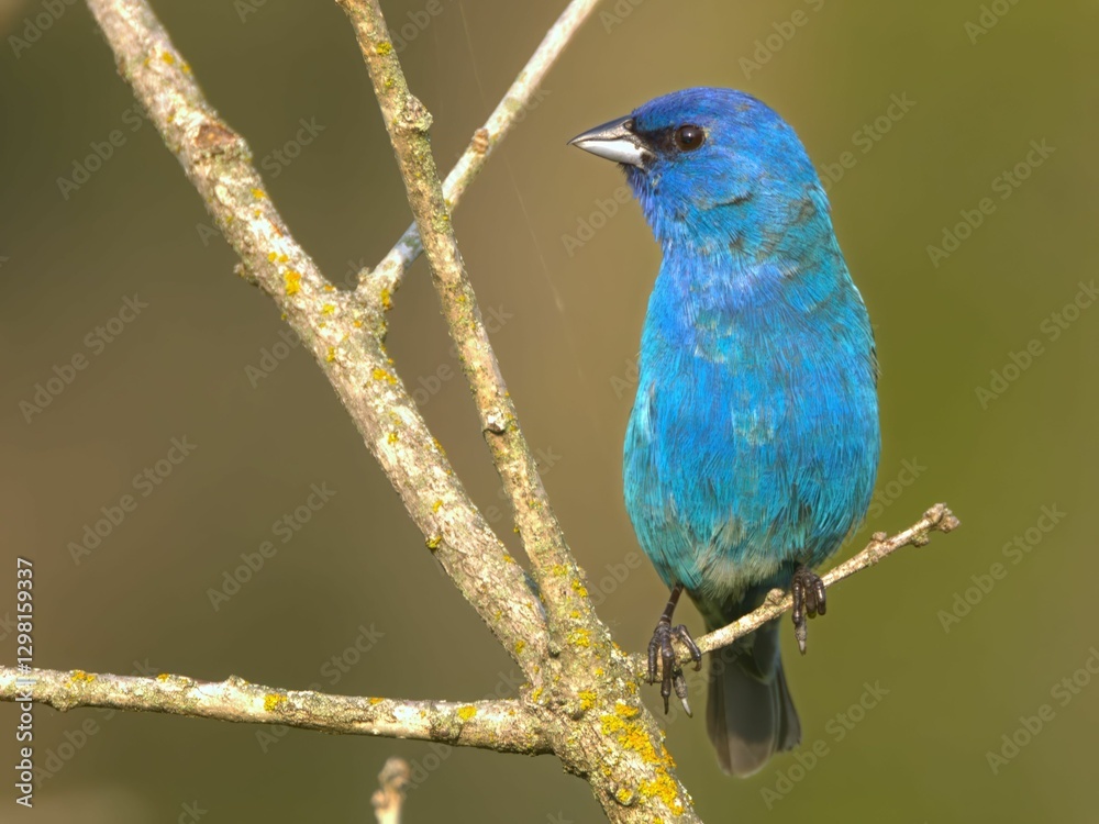 Fototapeta premium Vibrant blue bird on a branch