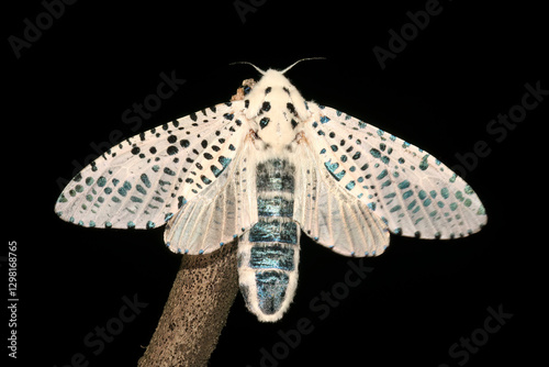Zeuzera pyrina, the leopard moth or wood leopard moth