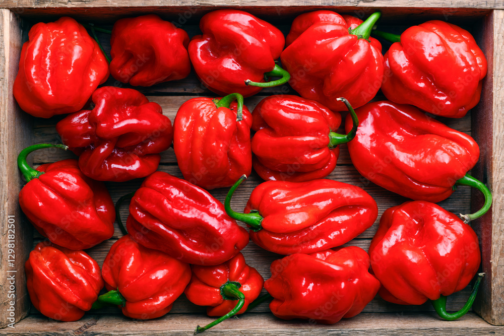 Wooden box filled with ripened red habanero peppers (capsicum chinense) close up. Very hot mexican peppers