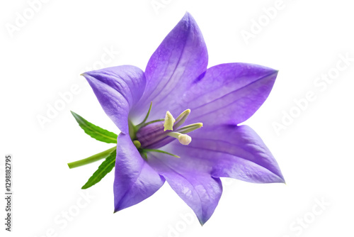 Campanula flower image isolated on transparent