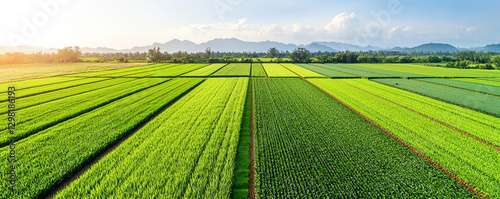 Lush green rice fields under bright sky with distant mountains