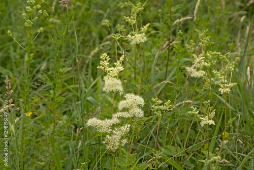  White meadowsweet flowers, selective focus with green bokeh background - Filipendula ulmaria 