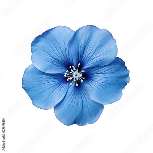 blue flower on transparent background.