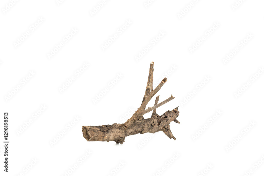 Fototapeta premium Dry tree twigs branches isolated on white background with clipping path.
