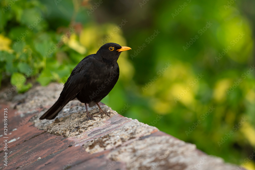 Adult male eurasian blackbird (turdus merula) perching on roof tile Adult male eurasian blackbird (turdus merula) perching on roof tile