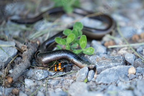 Obraz na plátně common burying beetle (niccrophorus vespillo) on a dead common slow-worm (anguis