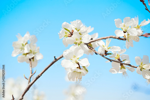 Wallpaper Mural Peach blossoms blooming outdoors in spring Torontodigital.ca