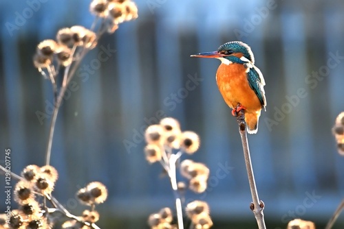 Eisvogel auf dem Ansitz