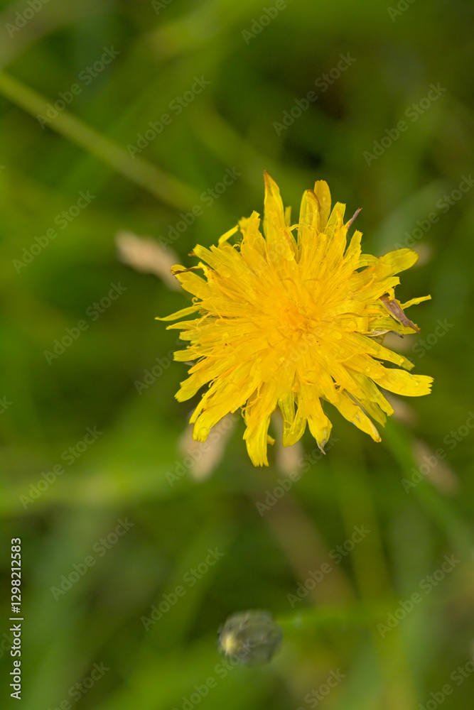 Bright yellow flatweed wildflower, selective focus with green bokeh background - Hypochaeris radicata Bright yellow flatweed wildflower, selective focus with green bokeh background - Hypochaeris radicata