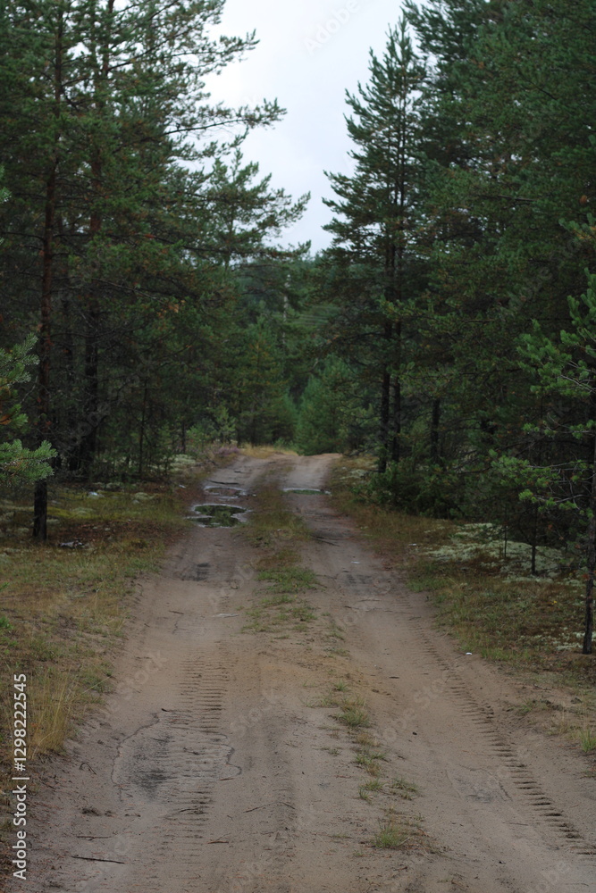 Fototapeta premium forest road past pine trees in summer