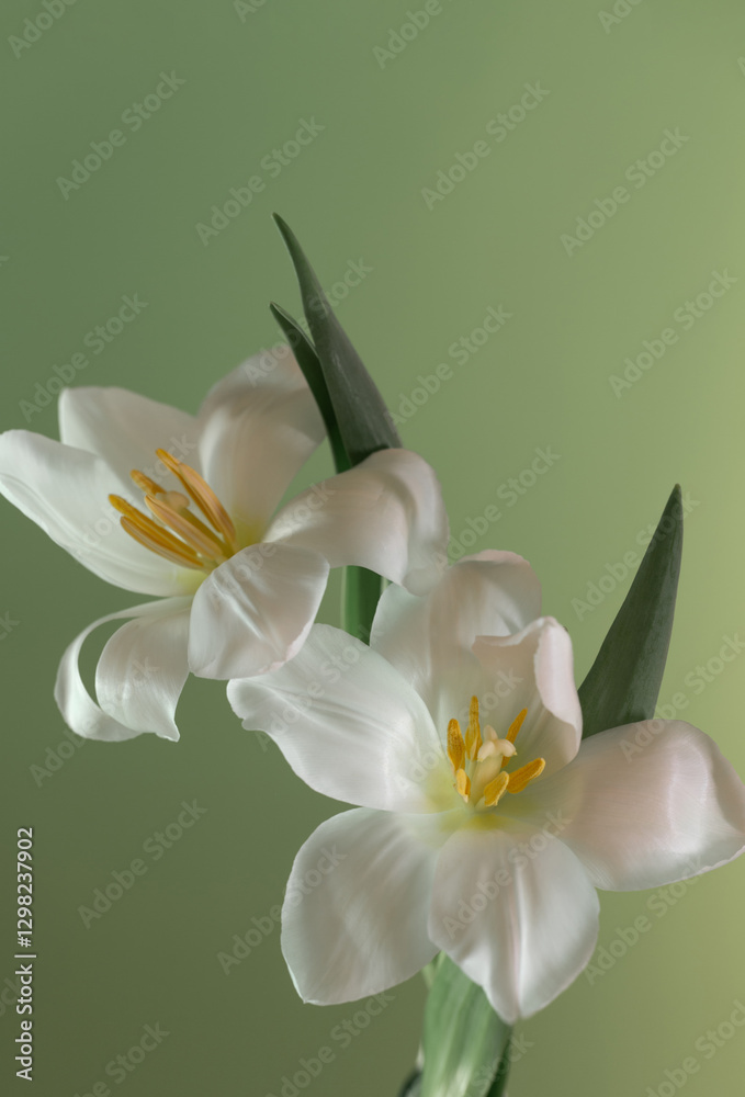 Naklejka premium white beautiful tulips on green background