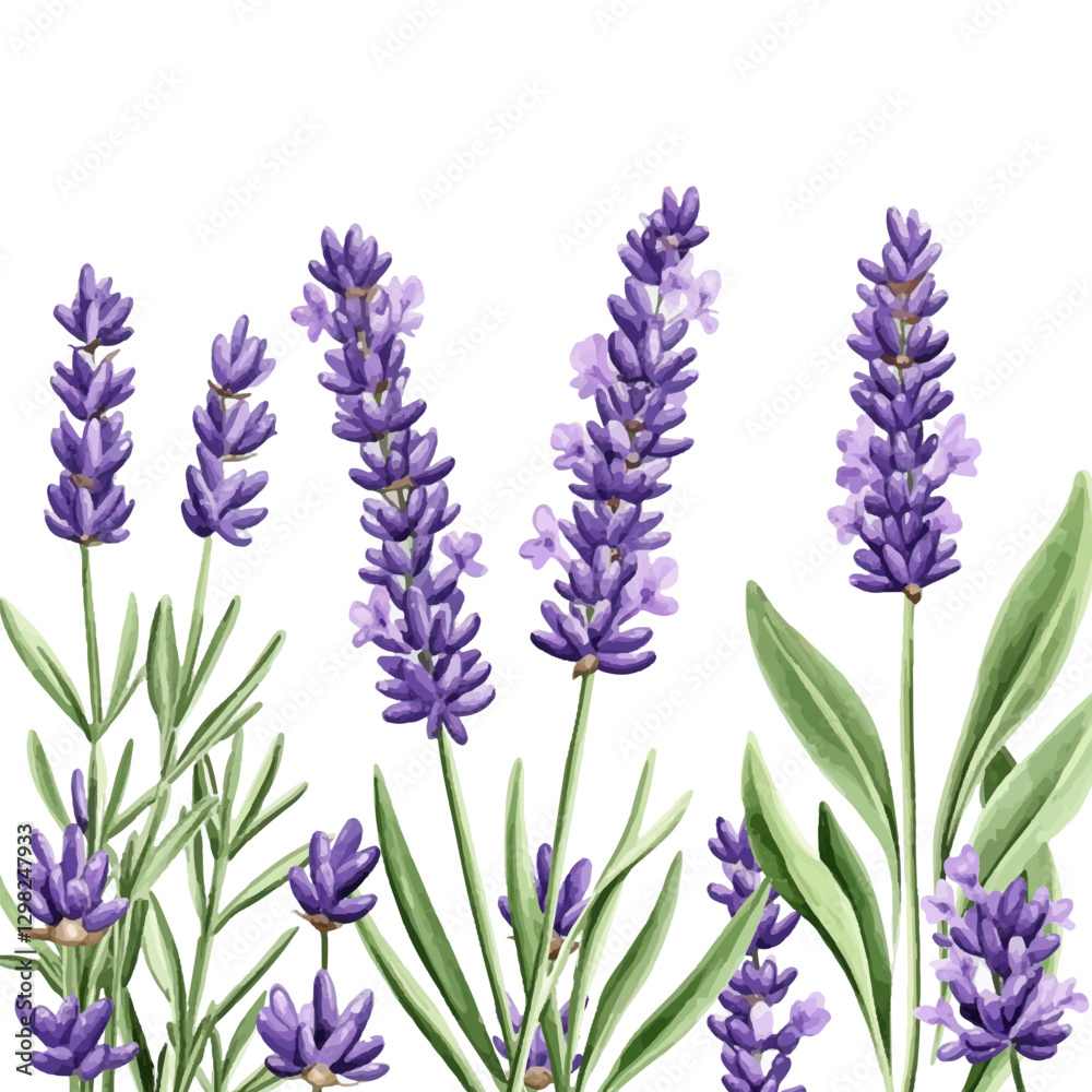 Obraz premium Image of flowers isolated on white background