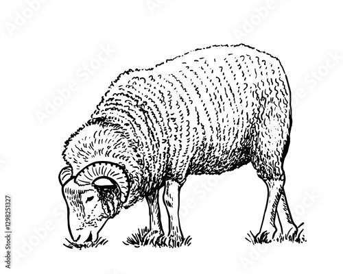 Ram sketch style drawing. Farm animal retro vector hand drawn illustration. Sheep eating grass.