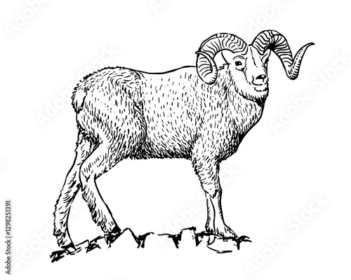Ram sketch style drawing. Farm animal retro vector hand drawn illustration. Sheep standing