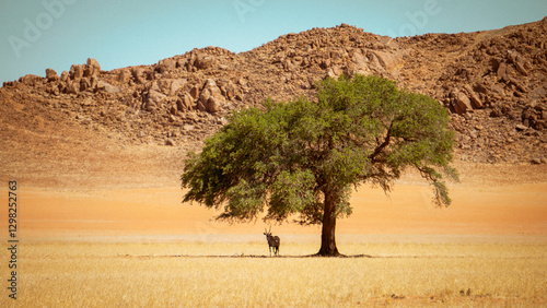 Oryx shade by Tree in Namibia