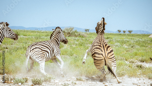 Zebras Fighting in Etosha National Park