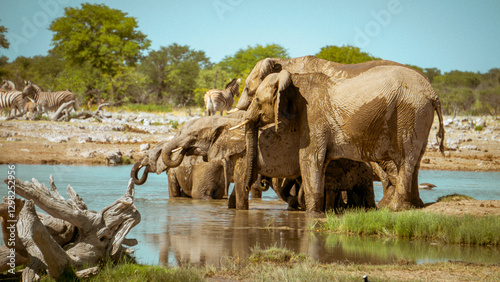 Desert Elephants in Etosha National Park
