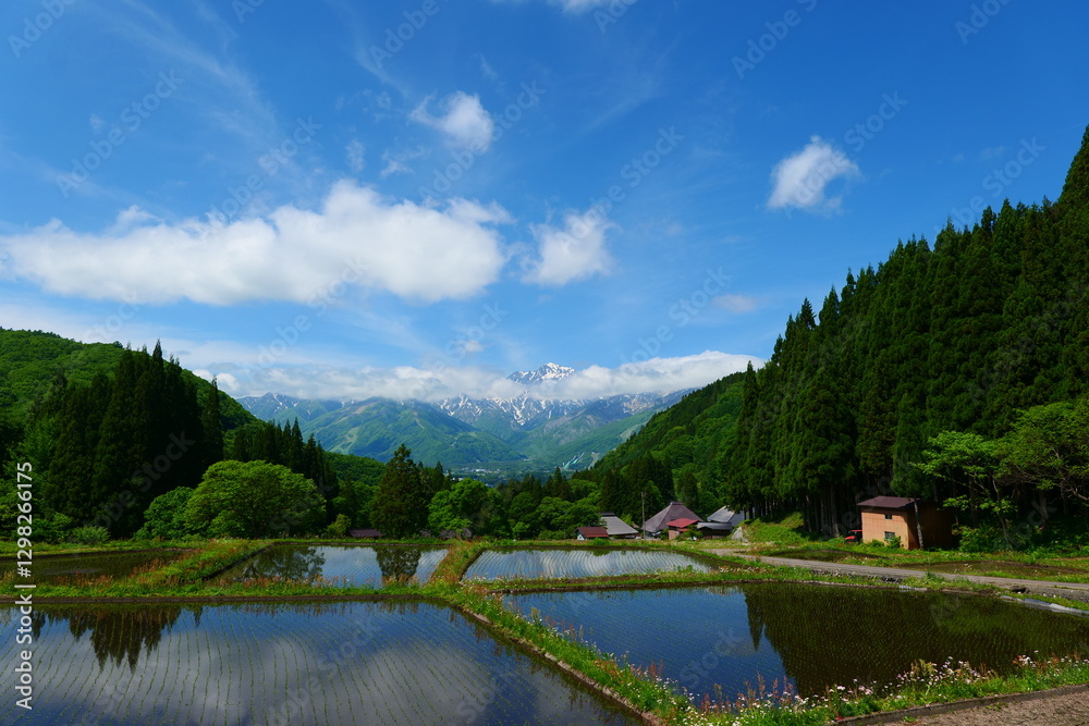 Fototapeta premium 初夏の青鬼地区。白馬、長野、日本。5月下旬。