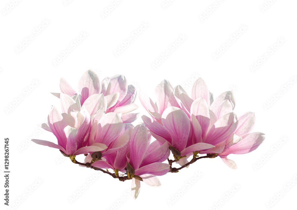 Branch with pink Magnolia flowers isolated on white background.
